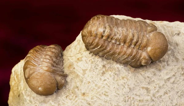 Trilobiti dell'Oklahoma . — Foto Stock