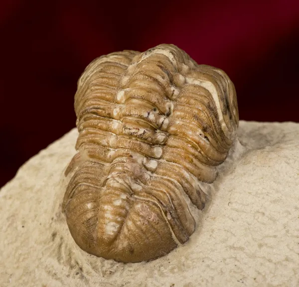 Oklahoma Trilobite. — Stockfoto