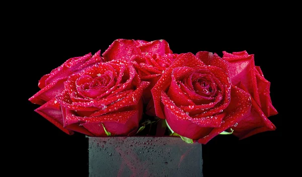 Rosas rojas. — Foto de Stock