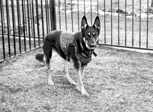 Chien Berger Allemand Avec Son Gilet Travail Noir Blanc — Photo