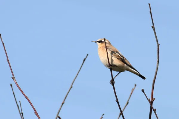 Wheatear femenino —  Fotos de Stock