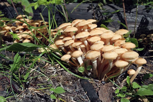 Honung agarics — Stockfoto