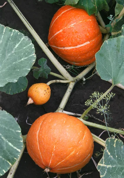 Pumpkin — Stock Photo, Image