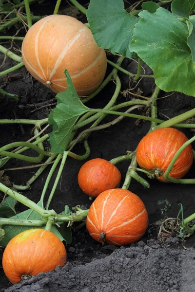 Pumpkin — Stock Photo, Image