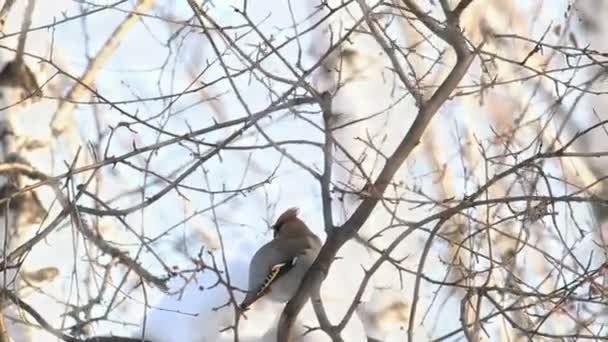 Waxwing — Stockvideo