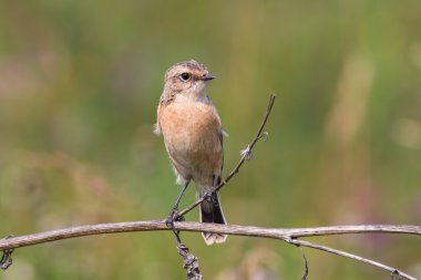Whinchat