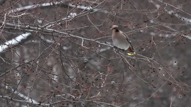 Waxwing — Stockvideo