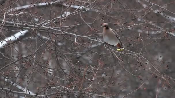 Waxwing — Stock Video