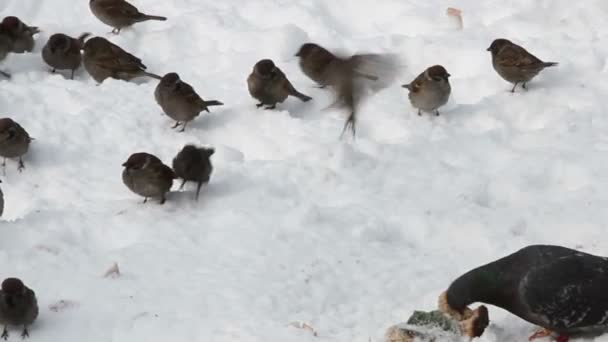 Spatzen und Tauben — Stockvideo