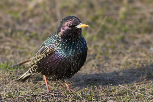 Starling — Stockfoto