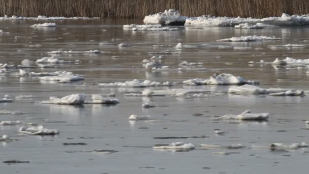 Floating of ice — Stock Video