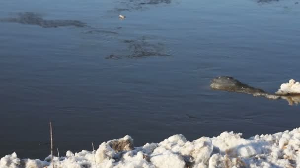 漂浮的冰 — 图库视频影像