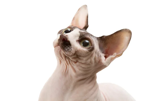 Sphynx — Stockfoto