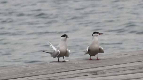 Gulls — Stock Video