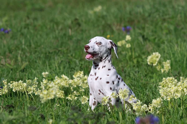 Pies szczeniak Dalmacji — Zdjęcie stockowe