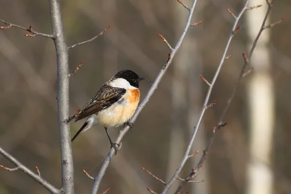 Stonechat — Stock Photo, Image