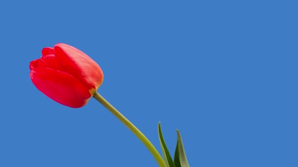 Красный тюльпан — стоковое видео