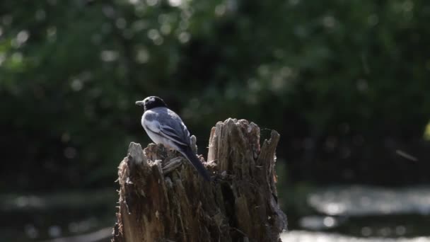 Chanson wagtails — Video