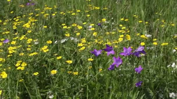 Fiori di campo — Video Stock