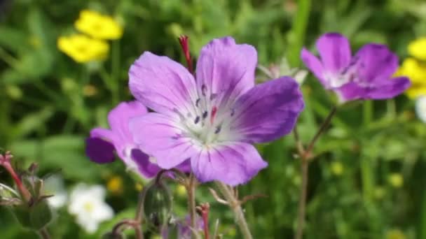 Fleurs sauvages 