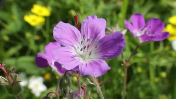 Wildflowers — Stock Video