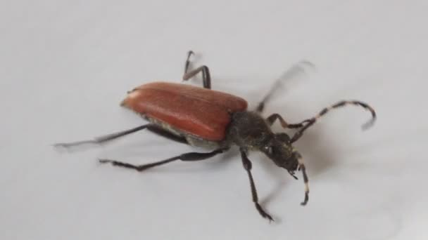 Longhorn beetle — Stock Video