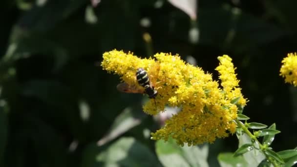 ¡Hoverfly! — Vídeos de Stock