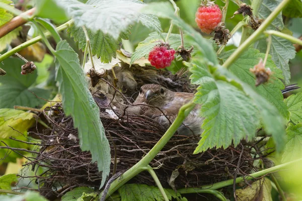 Oiseau dans le nid — Photo
