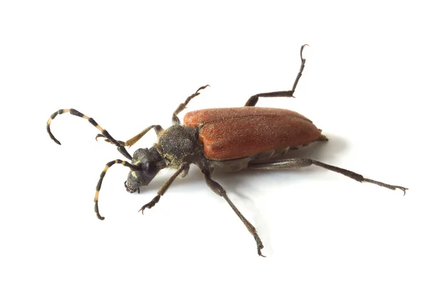 Escarabajo de cuerno largo — Foto de Stock