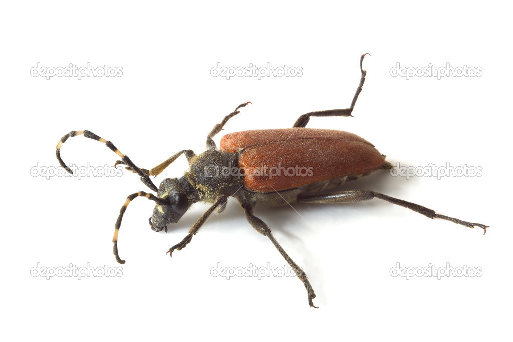 Escarabajo de cuerno largo 2023