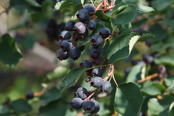 Jahody Saskatoon — Stock fotografie