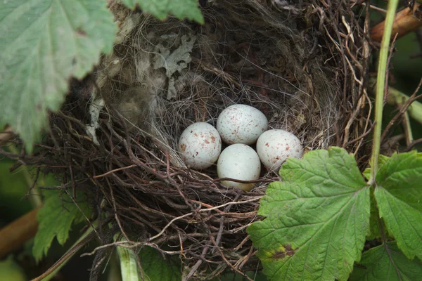 Bird's Nest — Stock Photo, Image