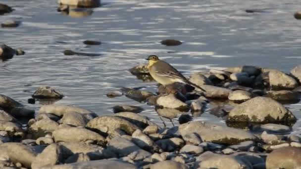 Gele kwikstaart (Motacilla flava) — Stockvideo