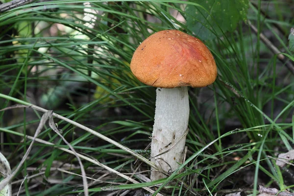 Boleto a calotta arancione — Foto Stock