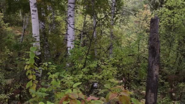 Bosque de otoño — Vídeo de stock