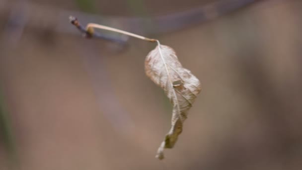 Dry leaf — Stock Video