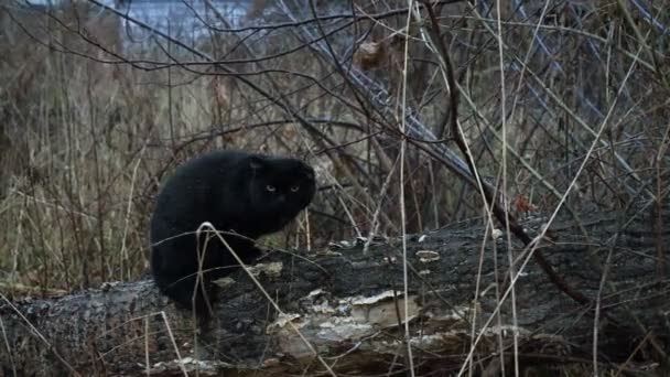 Чорна кішка — стокове відео