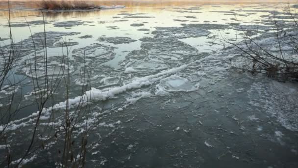 Плавание льда — стоковое видео