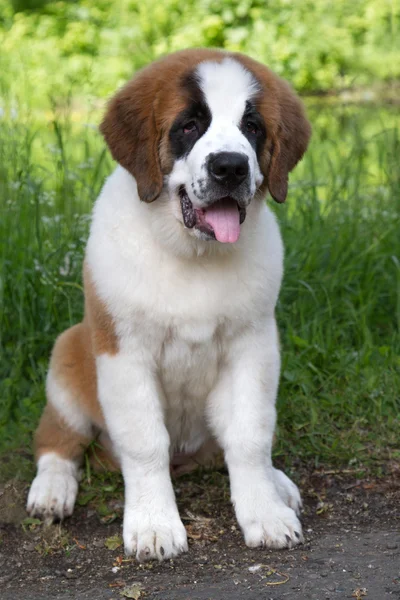 Dog St. Bernard — Stock Photo, Image