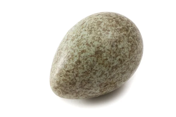 Magpie egg — Stock Photo, Image