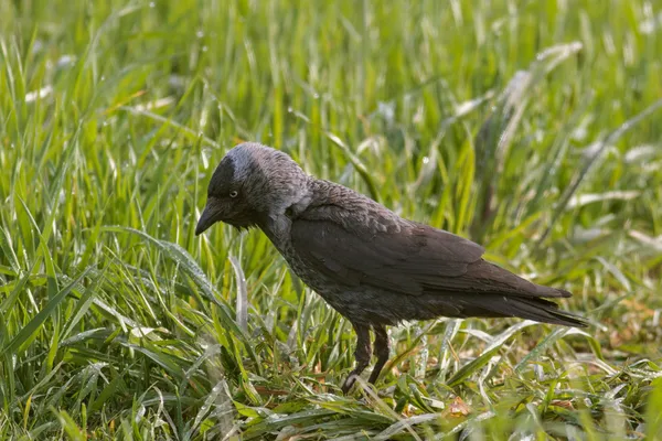 Джекдау (Corvus monedula) ) — стоковое фото