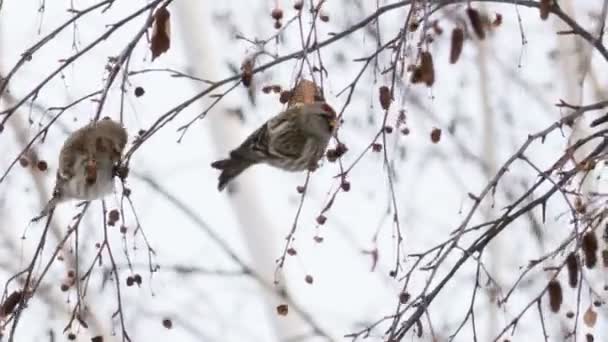 Linotte mélodieuse — Video