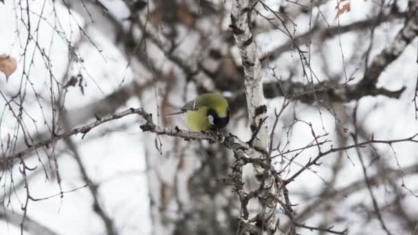 Great Tit — Stock Video