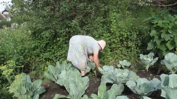 O jardineiro — Vídeo de Stock