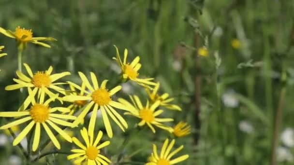 Gemeiner Lappenkraut (senecio jacobaea)) — Stockvideo