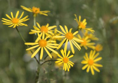 ortak ragwort (senecio jacobaea)