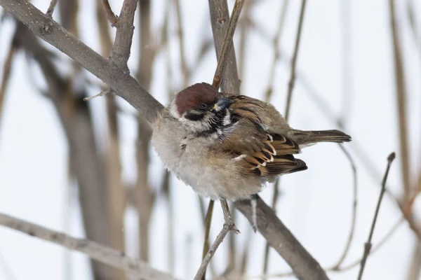 Sparrow — Stock fotografie