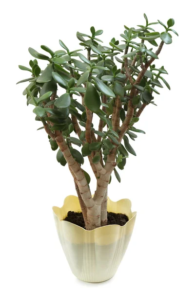 Crassula — Foto Stock