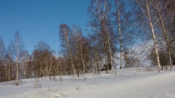 Winterlandschap — Stockvideo