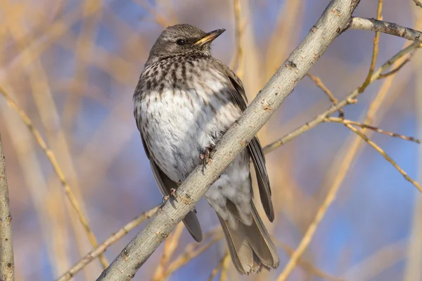 Fieldfare, (Turdus pilaris) — Stock Photo, Image